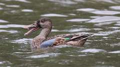 7: Northern Shoveler 0C3_0754