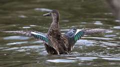 8: Northern Shoveler 0C3_1069