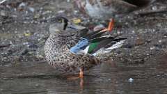 9: Northern Shoveler 0C3_1418