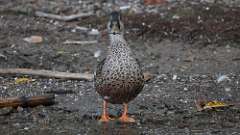 10: Northern Shoveler 0C3_1448