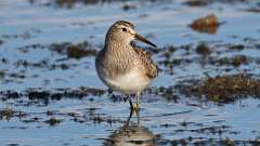 11: Pectoral Sandpiper 0C3_2295