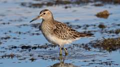 12: Pectoral Sandpiper 0C3_2301