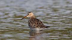 13: Pectoral Sandpiper 0C3_2430