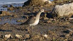14: Pectoral Sandpiper 0C3_2529