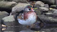 16: Wood Duck 0C3_0076