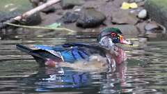 17: Wood Duck 0C3_0230