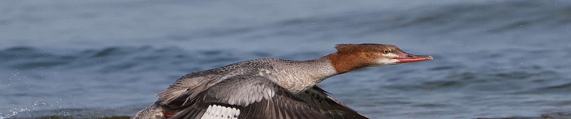 Click to show or hide the buttons