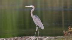 4: Blue Heron 0C3_0110