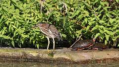 10: Green Heron 0C3_0222