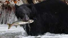 8: bear fish 0C3_1528