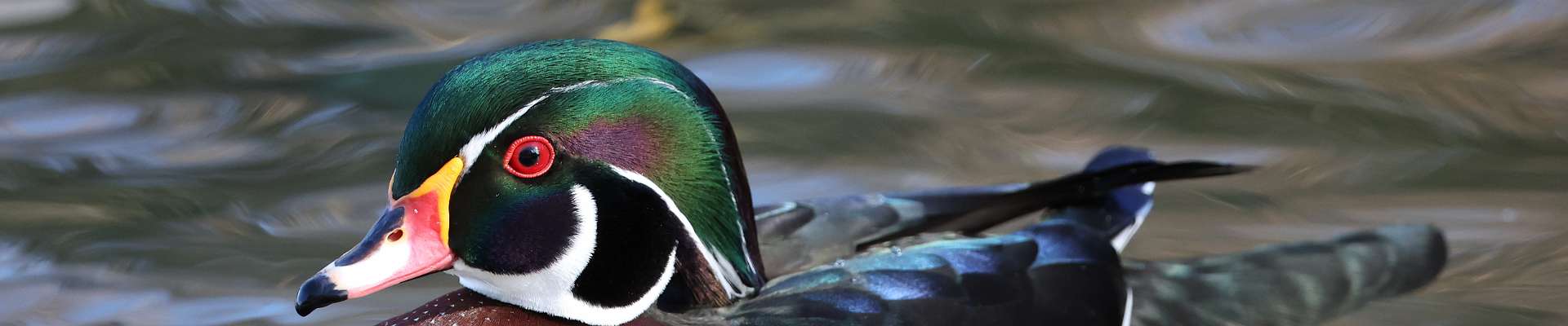 Click to show or hide the buttons