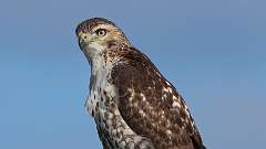 4: Red-tailed Hawk 0C3_0059