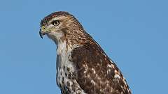 5: Red-tailed Hawk 0C3_0065