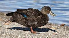 2: american black duck 0C3_0571