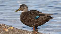 3: american black duck 0C3_0607