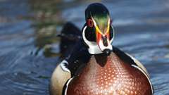6: wood duck 0C3_0181
