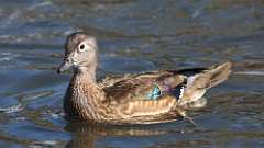 7: wood duck 0C3_0280