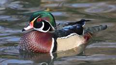 9: wood duck 0C3_0487