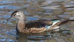 10: wood duck 0C3_0520