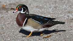 11: wood duck 0C3_0620