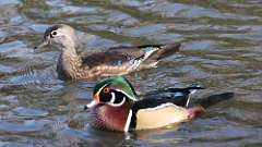 12: wood ducks 0C3_0436