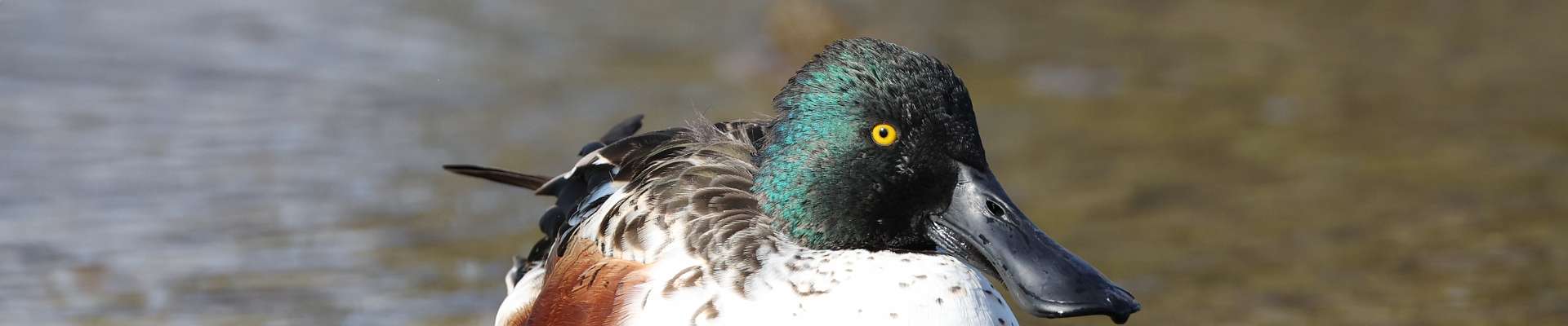 Click to show or hide the buttons