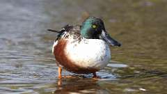 1: Northern Shoveler 0C3_0315