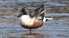 2: Northern Shoveler 0C3_0372