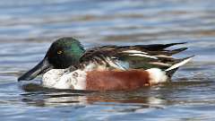 3: Northern Shoveler 0C3_0399
