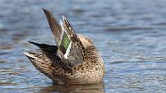 5: Northern Shoveler 0C3_0518