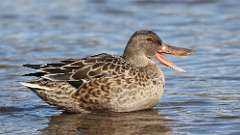 6: Northern Shoveler 0C3_0533