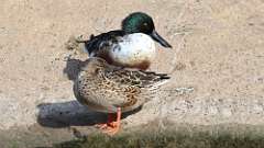7: Northern Shoveler 0C3_0932