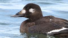8: White-winged Scoter 0C3_1424