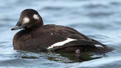 9: White-winged Scoter 0C3_1450