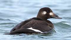 10: White-winged Scoter 0C3_1502