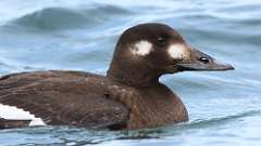 11: White-winged Scoter 0C3_1576