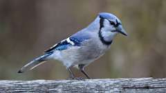 5: blue jay 0C3_0304