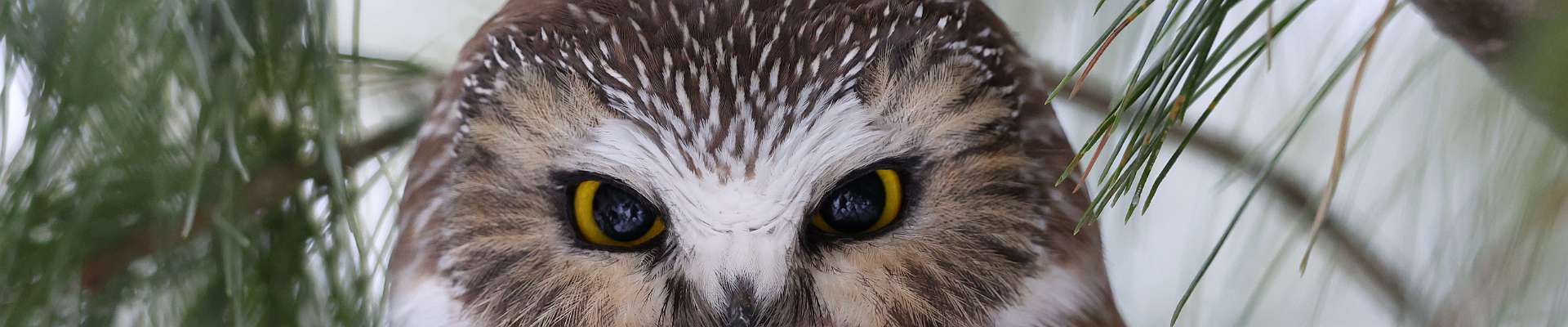 Click to show or hide the buttons