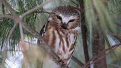 1: Northern Saw-whet Owl 0C3_0139