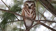 4: Northern Saw-whet Owl 0C3_0171