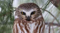 2: Northern Saw-whet Owl 0C3_0223