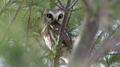 3: Northern Saw-whet Owl 0C3_0280