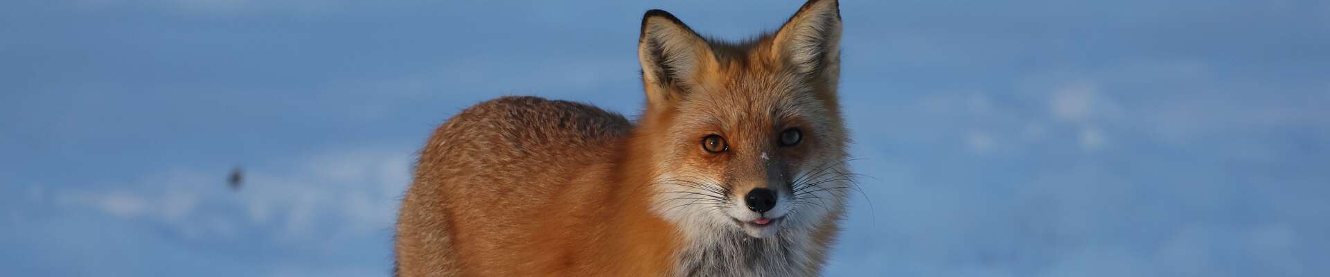 Click to show or hide the buttons