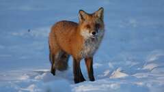 1: Red fox 0C3_0696
