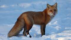 2: Red fox 0C3_0725
