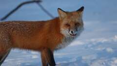 3: Red fox 0C3_0768