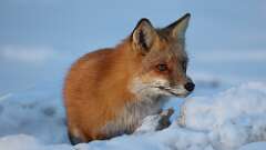 4: Red fox 0C3_0841