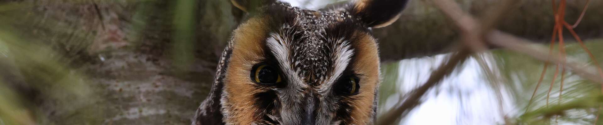 Click to show or hide the buttons