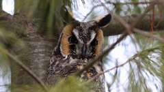 1: Long-eared Owl 0C3_0148