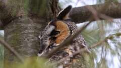 2: Long-eared Owl 0C3_0211